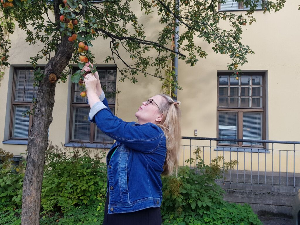 Muistiyhdistyksen toiminnanjohtaja Virpi Veijanen kurottelee omenapuuhun.